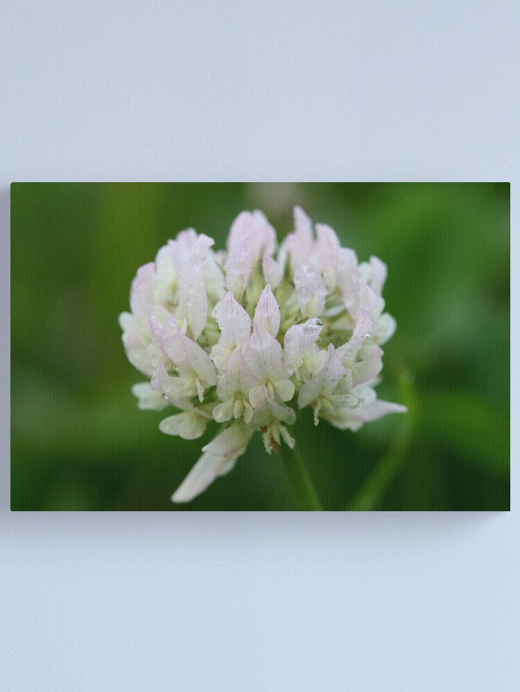 Thumbnail 1 of 3, Canvas Print, Red Clover Flower designed and sold by theoddshot.