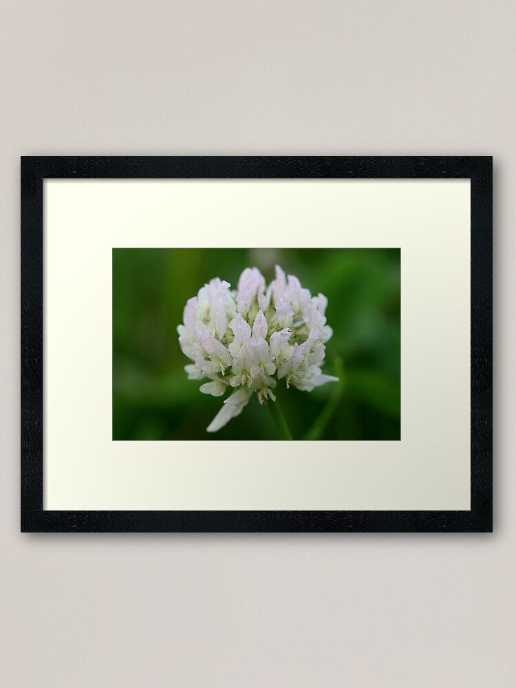 Thumbnail 1 of 7, Framed Art Print, Red Clover Flower designed and sold by theoddshot.