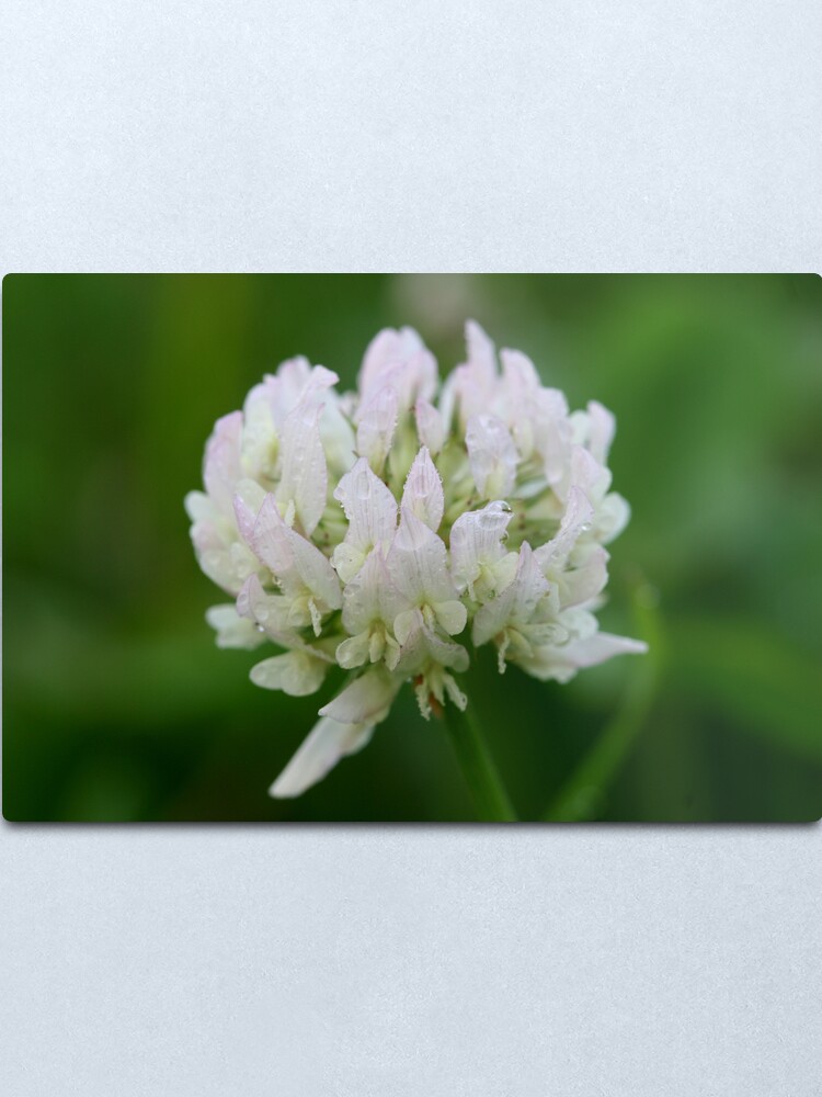 Alternate view of Red Clover Flower Metal Print