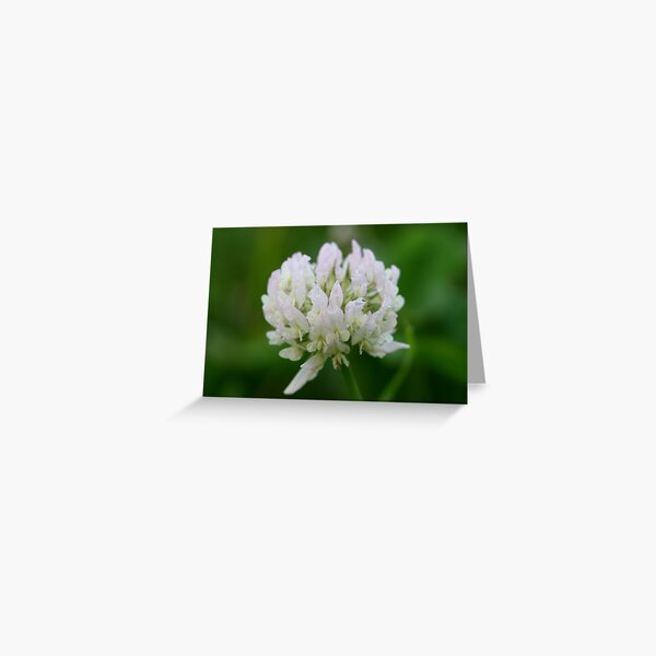 Red Clover Flower Greeting Card