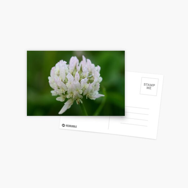 Red Clover Flower Postcard