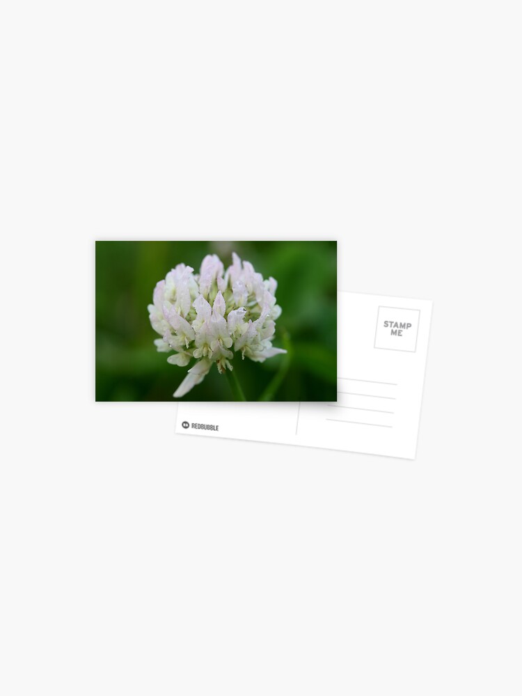 Thumbnail 1 of 2, Postcard, Red Clover Flower designed and sold by theoddshot.