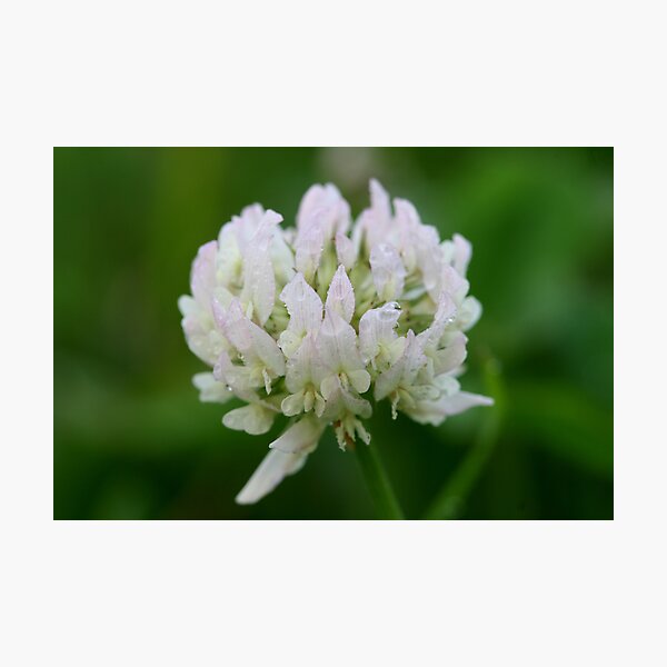 Red Clover Flower Photographic Print