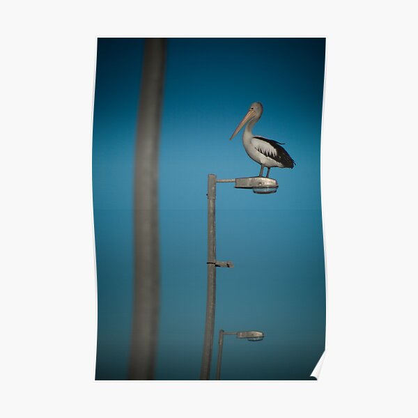Australian Pelican Poster
