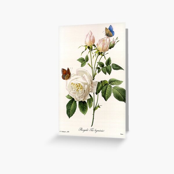 Vintage botanical illustration by P.J. Redoute. White rose flowers and butterflies. Greeting Card