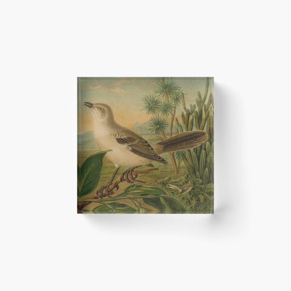 Item preview, Northern Mockingbird Of North America designed and sold by laguitan10.