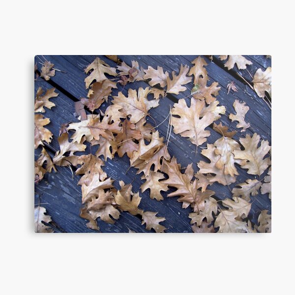 Oak Leaves in Autumn Metal Print