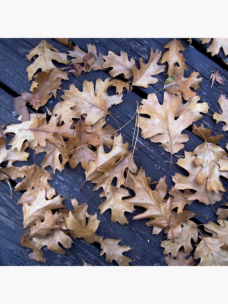 Oak Leaves in Autumn by douglasewelch