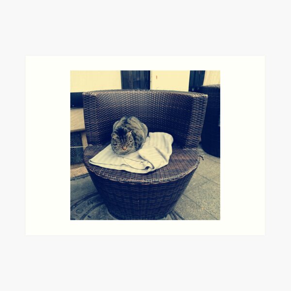 Relaxed kitten; lounging cat; the local kitten, house cat Art Print
