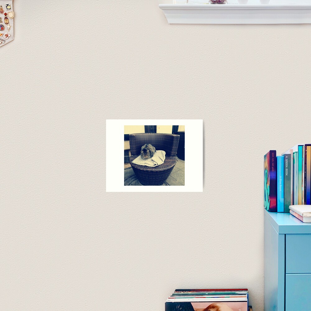 Relaxed kitten; lounging cat; the local kitten, house cat Art Print