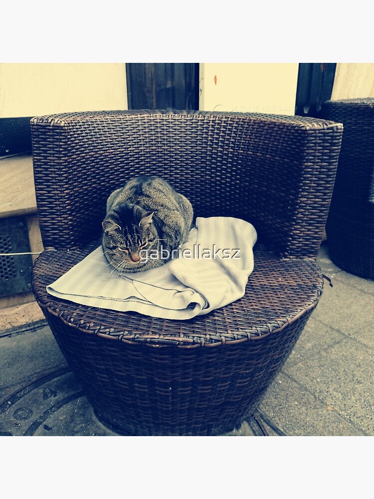 Relaxed kitten; lounging cat; the local kitten, house cat by gabriellaksz