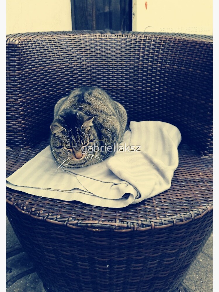 Relaxed kitten; lounging cat; the local kitten, house cat by gabriellaksz