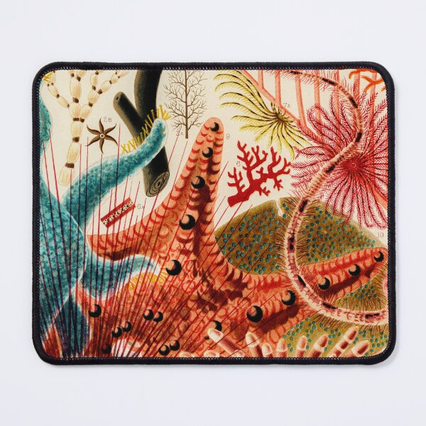 Item preview, Great Barrier Reef Echinoderms from The Great Barrier Reef of Australia by William Saville-Kent designed and sold by InHerits.