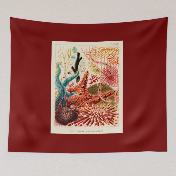 Item preview, Great Barrier Reef Echinoderms from The Great Barrier Reef of Australia by William Saville-Kent designed and sold by InHerits.