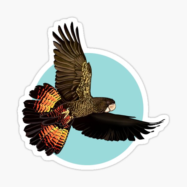 Red Tailed Black Cockatoo - Design 1 Sticker