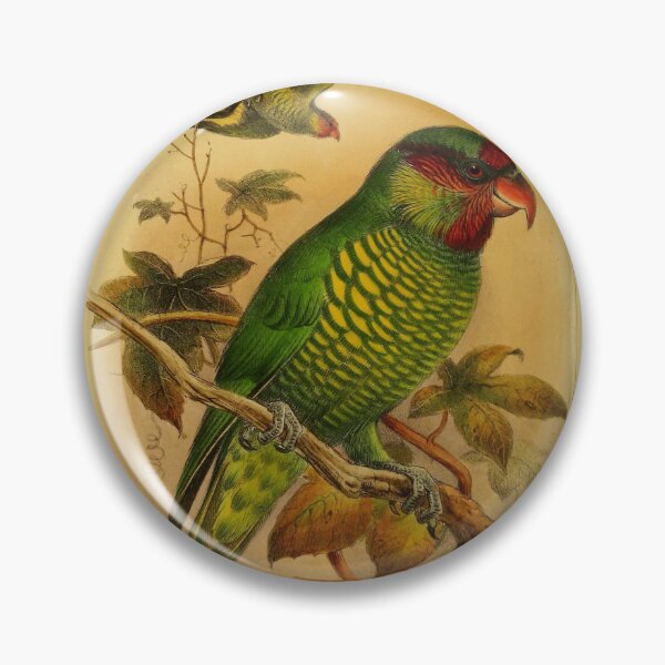 Item preview, The Rainbow Lorikeet Of Australia designed and sold by laguitan10.