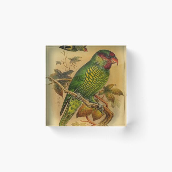 Item preview, The Rainbow Lorikeet Of Australia designed and sold by laguitan10.