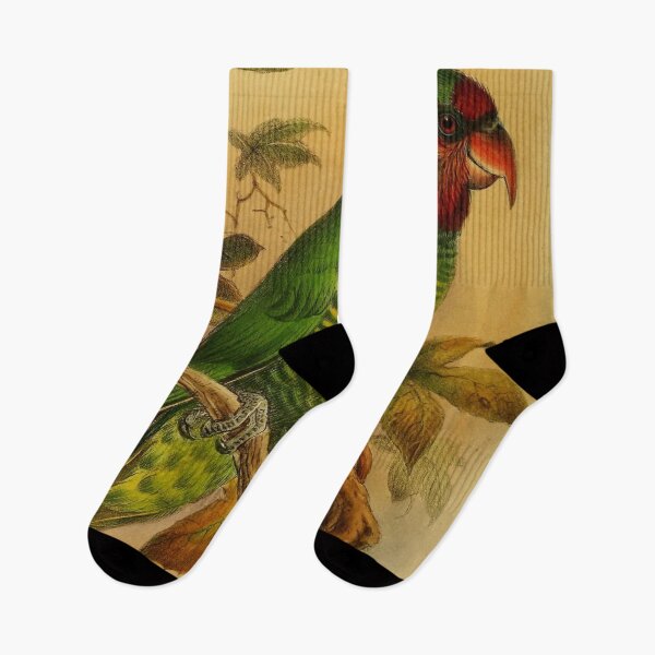 Item preview, The Rainbow Lorikeet Of Australia designed and sold by laguitan10.