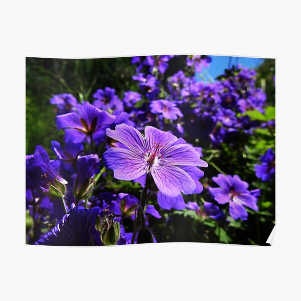Clematis Flower Poster