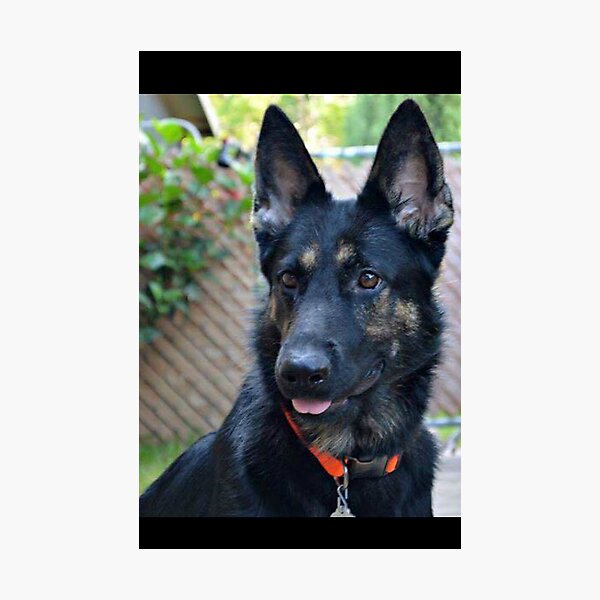 Item preview, German Shepherd Face designed and sold by Slinky-Reebs.