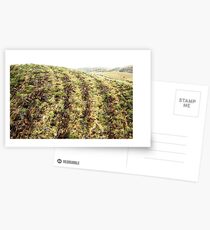 Arkurra Vambata Ildi (scales) Postcards