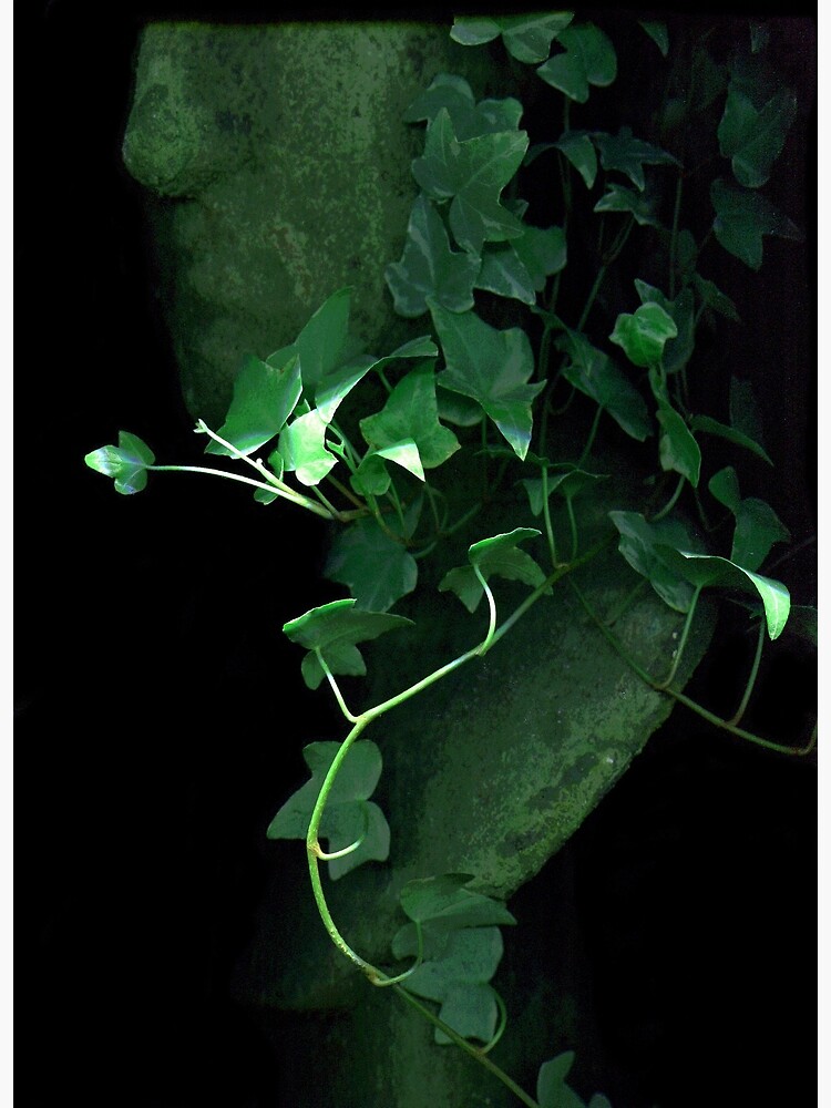 Thumbnail 3 of 3, Poster, Leaf Fancy 2 Dark Botanical designed and sold by LindasPhotoArt.
