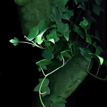 Artwork thumbnail, Leaf Fancy 2 Dark Botanical by LindasPhotoArt