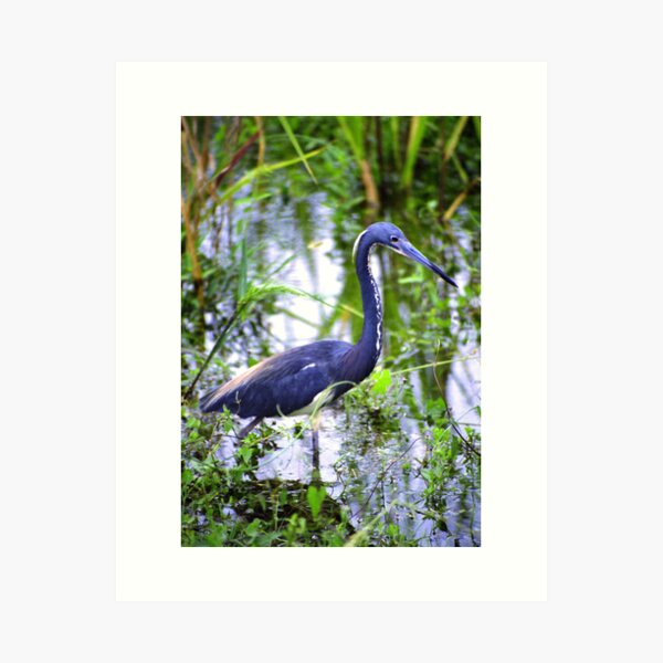 Louisiana Heron Art Print