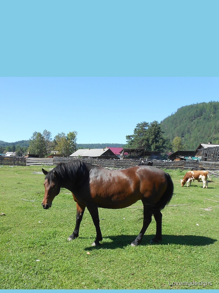 Horse. Beautiful horse image by Lovemydesigns