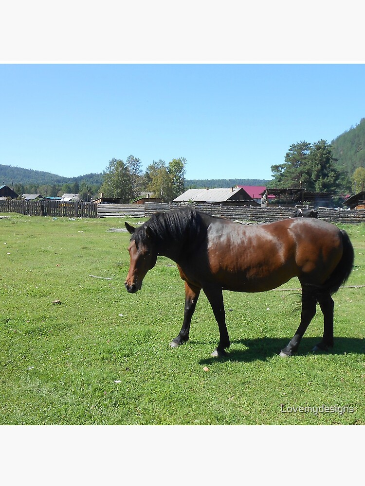 Horse. Beautiful horse image by Lovemydesigns