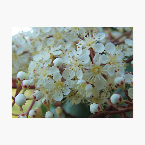 Item preview, Blossoms designed and sold by CapturedByKylie.