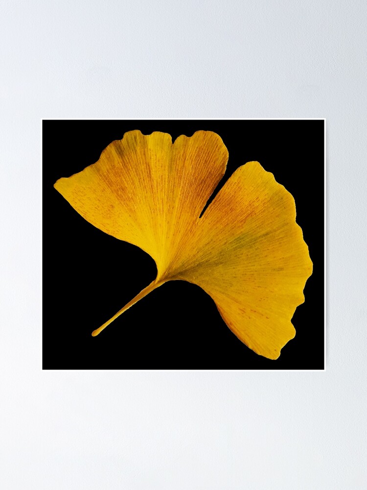 Autumn Ginkgo Biloba Art Photography Autumnal Ginkgo Leaf Yellow | Poster