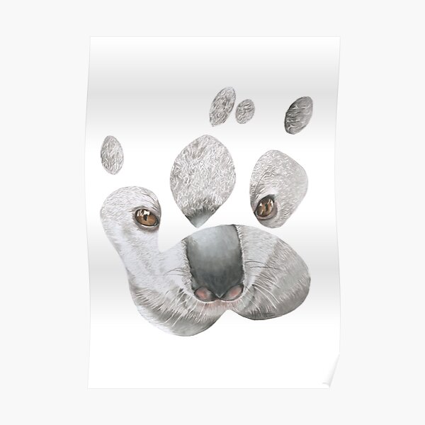 Koala paw print Poster