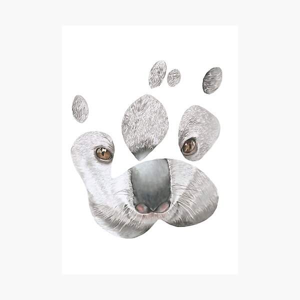 Koala paw print Photographic Print