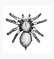 Red Knee Photographic Print