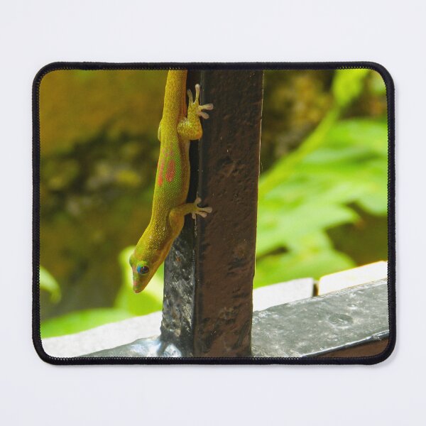 Item preview, Colorful Lined Day Gecko, Madagascar #2 designed and sold by Ocera-Photo.