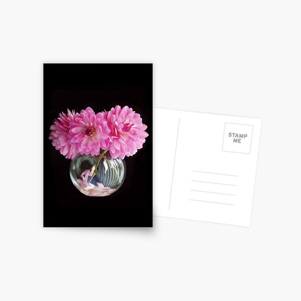 Pink Dahlias Postcard