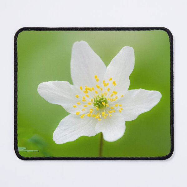 Item preview, Wood Anemone (Anemone nemorosa) Flower designed and sold by Craig Joiner.
