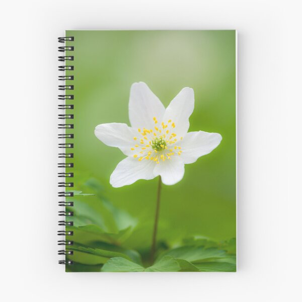 Item preview, Wood Anemone (Anemone nemorosa) Flower designed and sold by Craig Joiner.