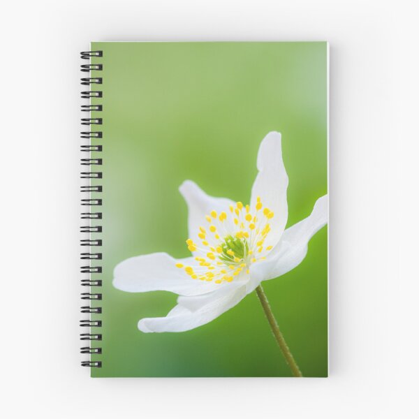 Item preview, Wood Anemone (Anemone nemorosa) Flower designed and sold by Craig Joiner.