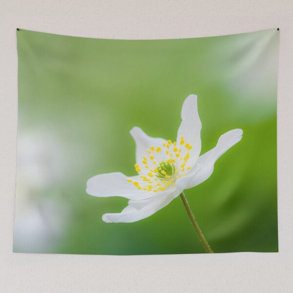 Item preview, Wood Anemone (Anemone nemorosa) Flower designed and sold by Craig Joiner.