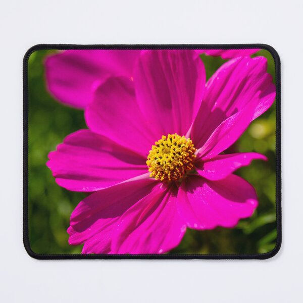 Item preview, Cosmos Pink Flower designed and sold by Tanya C Smith.