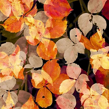 Artwork thumbnail, Golden Fall by Artskratch