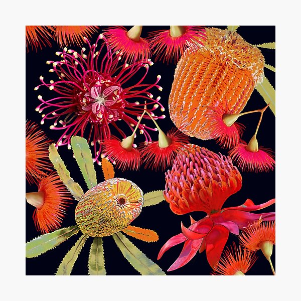 Aussie Beauties Photographic Print
