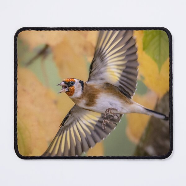 Item preview, Goldfinch in flight designed and sold by PhotographMassa.