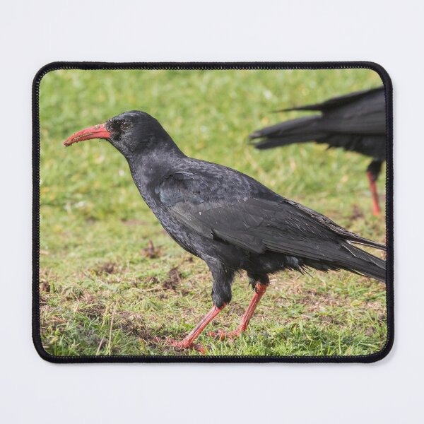 Item preview, Chough designed and sold by LaurenTucker.