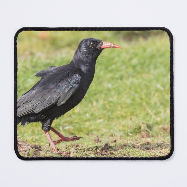 Item preview, Chough designed and sold by LaurenTucker.