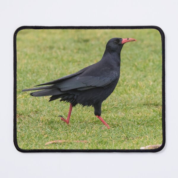 Item preview, Chough designed and sold by LaurenTucker.
