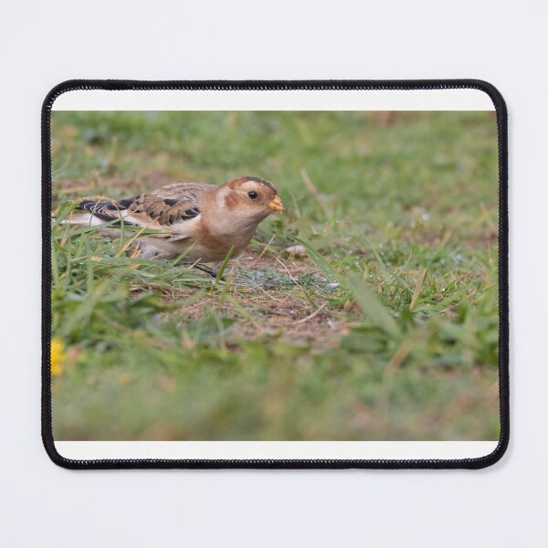 Item preview, Snow Bunting designed and sold by LaurenTucker.