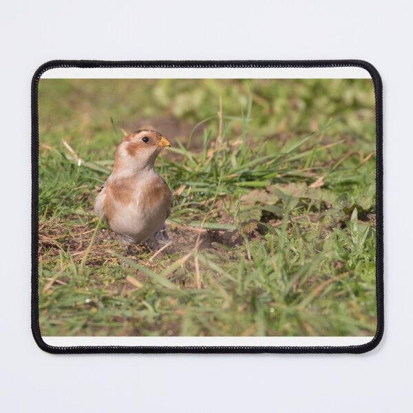 Item preview, Snow Bunting designed and sold by LaurenTucker.